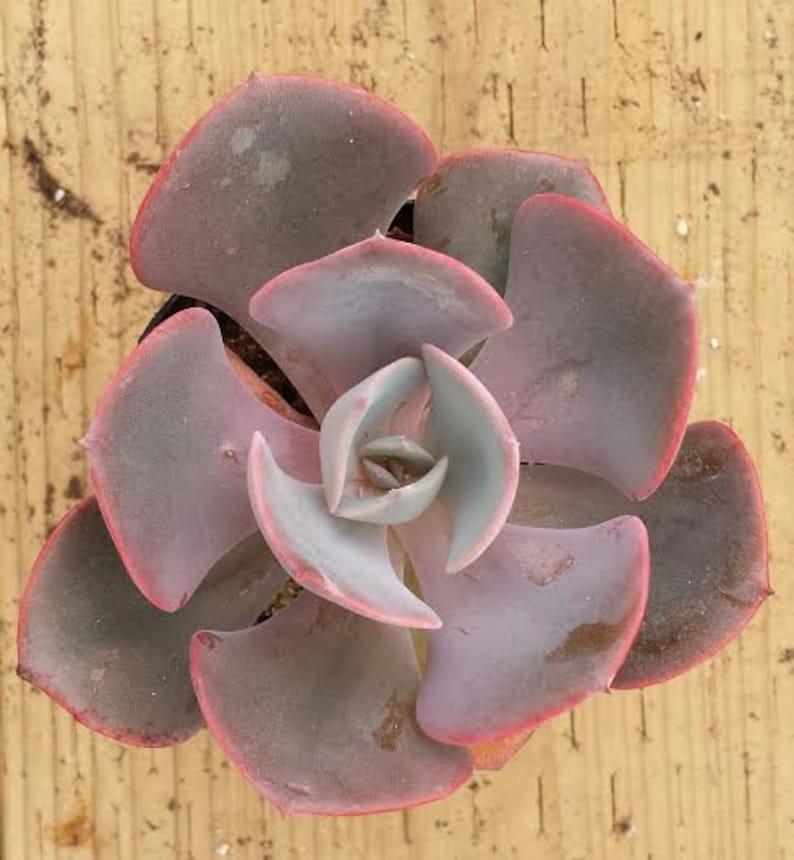 Small Succulent Plant Echeveria Dusty Rose