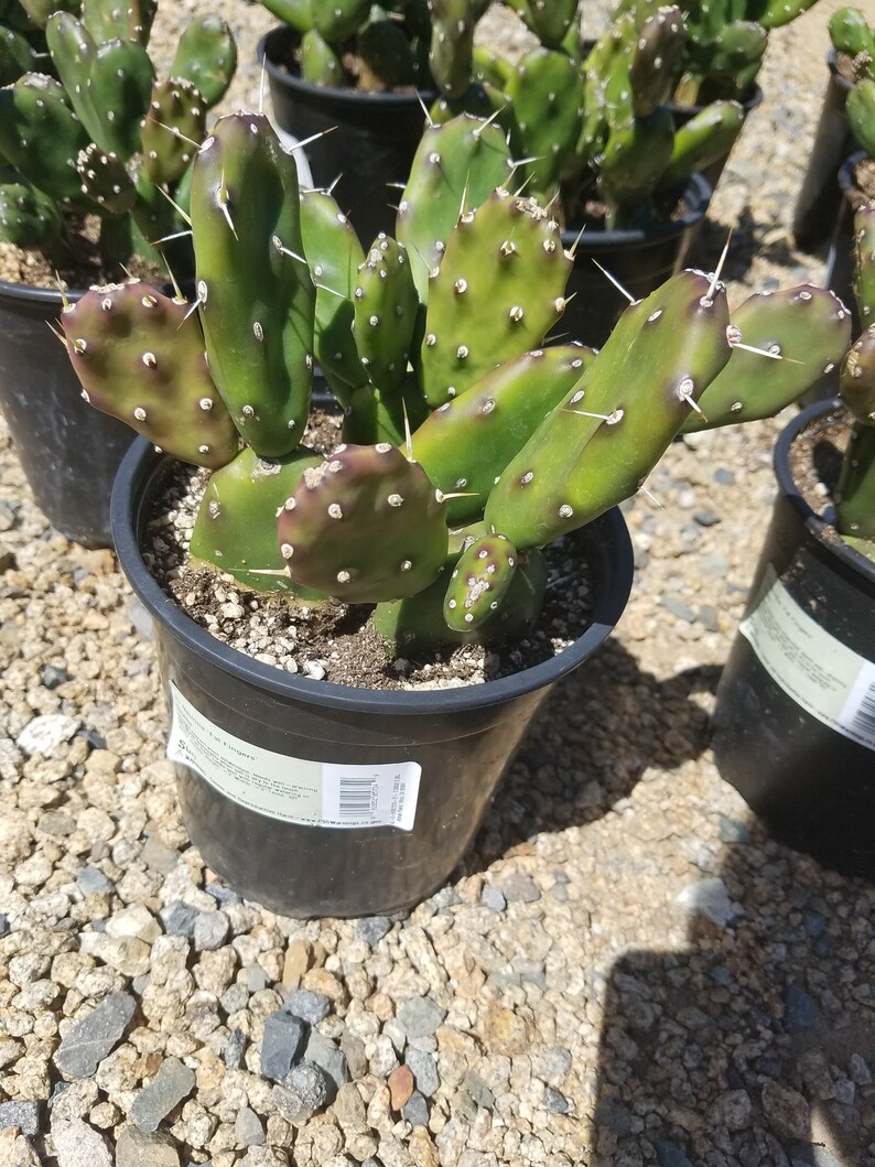 fat cactus