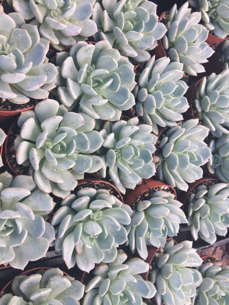 Medium Succulent Plant Echeveria Moonglow
