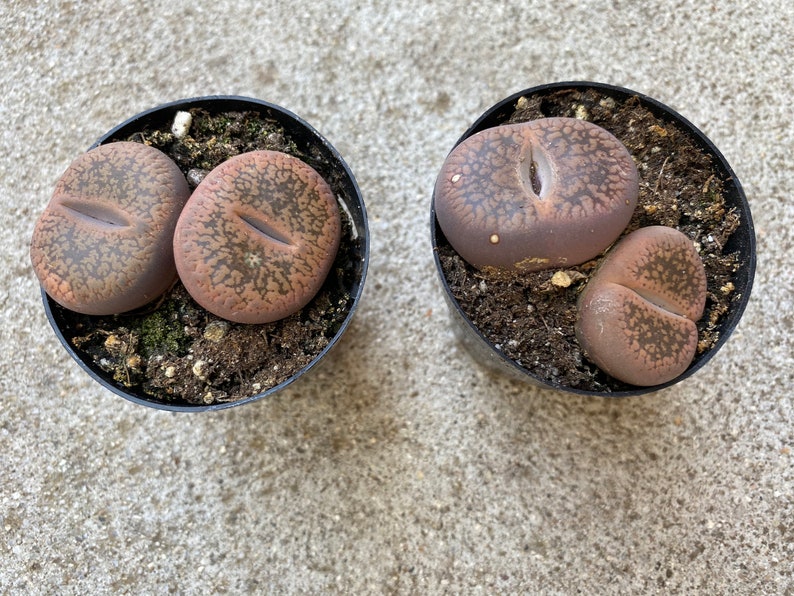 Small Succulent Plant Stone Face. Looks like rocks growing