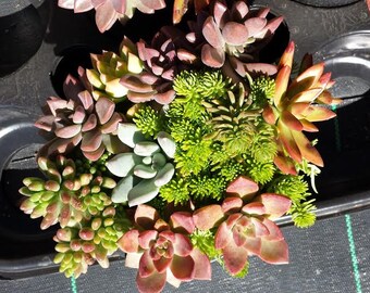 Succulent Plant Mature Assortment. Beautiful assortment of colorful succulents!