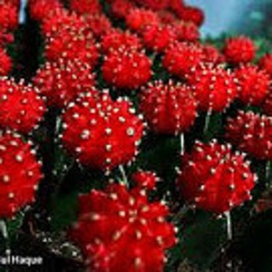 Small Cactus Plant. Grafted Moon Cactus. Brilliant Ruby coloring is beautiful. image 2