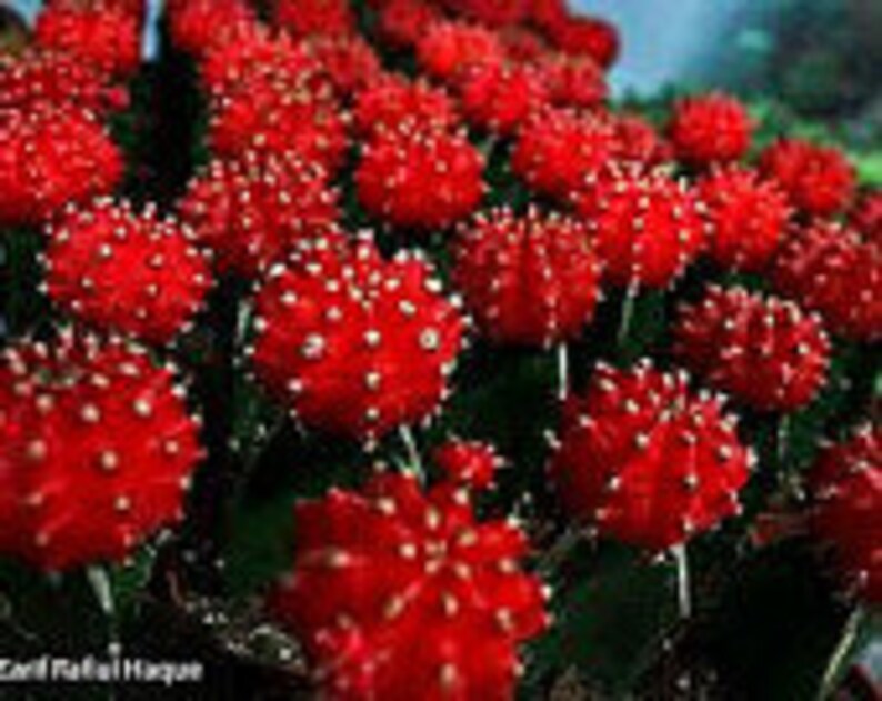 Small Cactus Plant. Grafted Moon Cactus. Brilliant Ruby coloring is beautiful. image 2