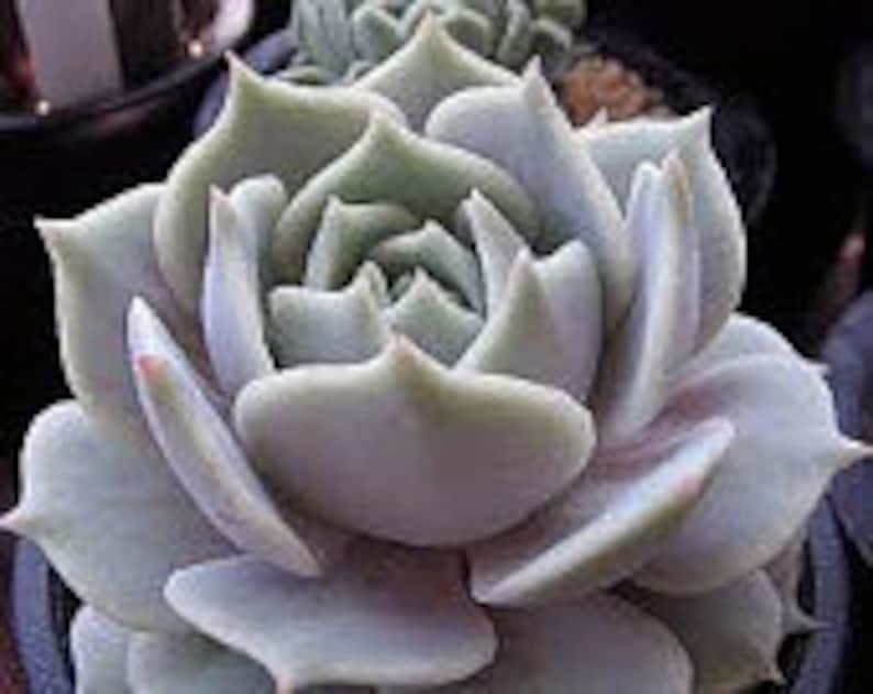 Medium Succulent Plant Echeveria Lola A beautiful study in shades of pale lavender.