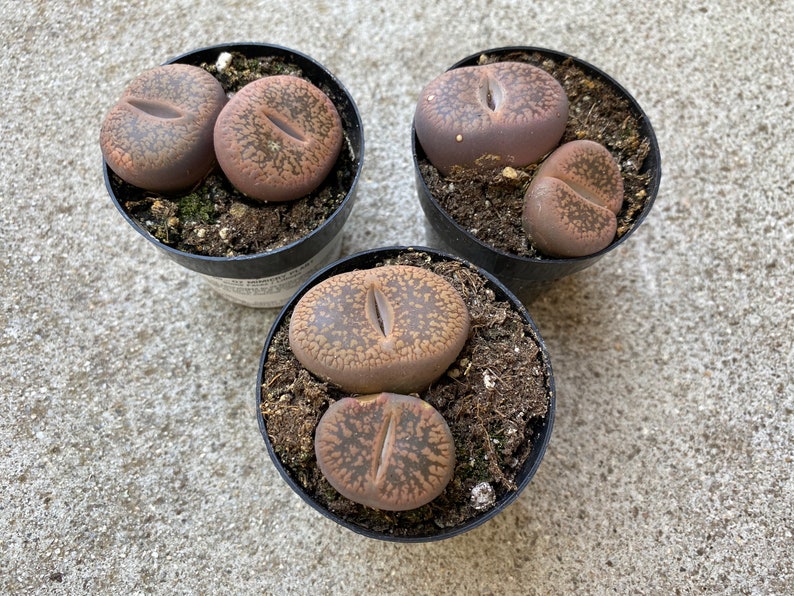Small Succulent Plant Stone Face. Looks like rocks growing