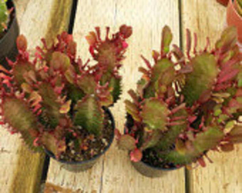 Mature Cactus Plant Good Luck Plant 'Royal Red' Etsy
