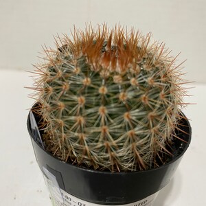 Cactus Plant. Notocactus Schlosseri. Very pretty, dark green cactus with copper spines. image 5
