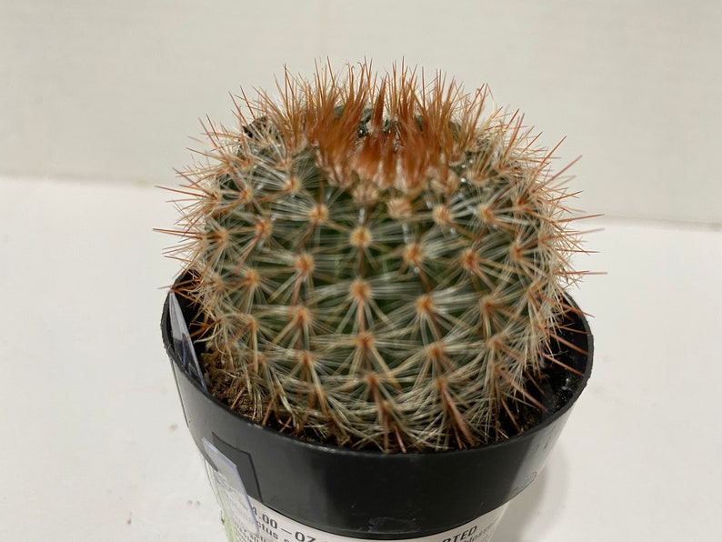 Cactus Plant. Notocactus Schlosseri. Very pretty, dark green cactus with copper spines. image 5