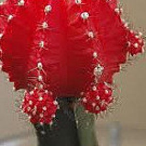 Small Cactus Plant. Grafted Moon Cactus. Brilliant Ruby coloring is beautiful. image 1