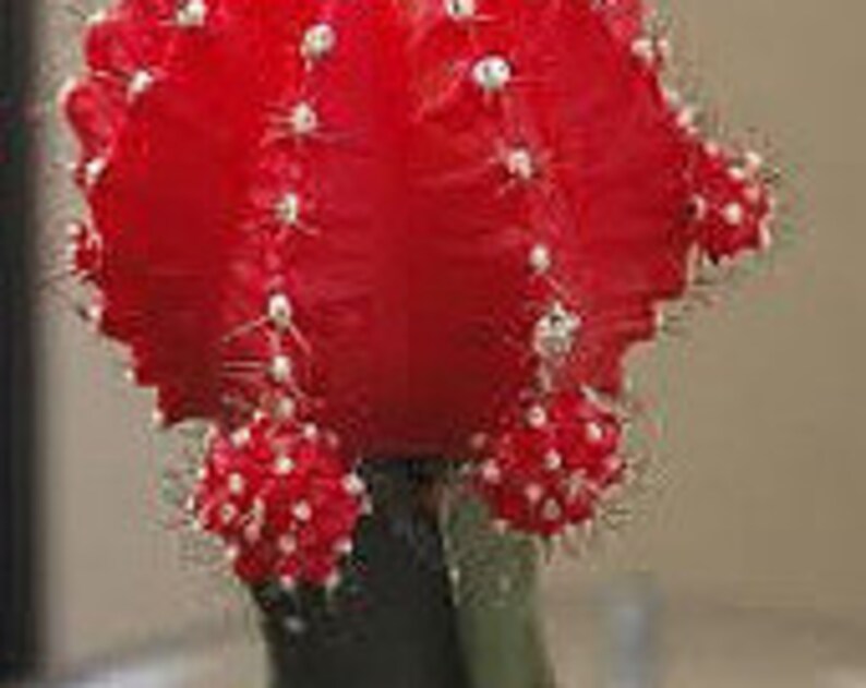 Small Cactus Plant. Grafted Moon Cactus. Brilliant Ruby coloring is beautiful. image 1