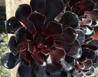 Medium Succulent Plant Black Rose Zwartkop.  Deep purple coloring of this plant is almost black.