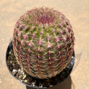 Medium Rainbow Hedgehog Cactus is a brilliantly colored plant with a crimson web covering.