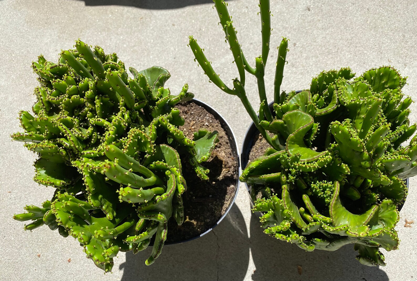 Cactus Plant Mature Crested Cat Tails Euphorbia. an Incredible Etsy