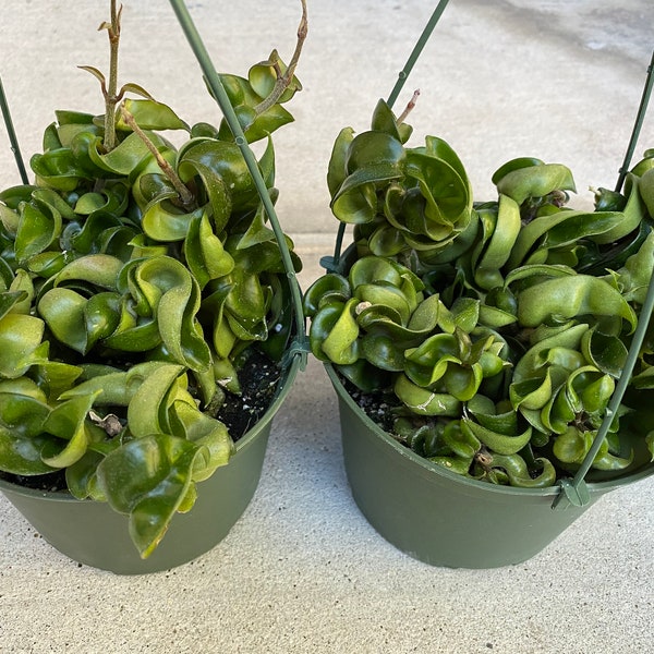 Hoya Rope Plant - Etsy
