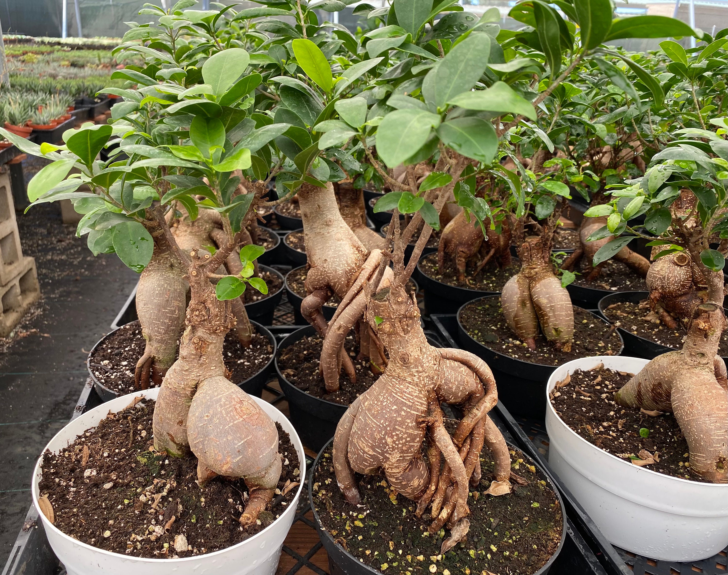 Mature Succulent Plant Ficus Uniquely Shaped Plant. -