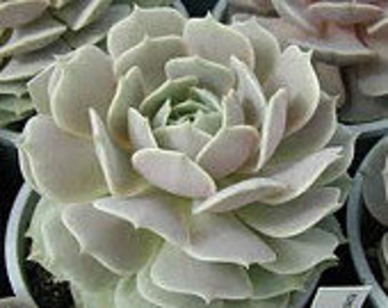 Medium Succulent Plant Echeveria Lola A beautiful study in shades of pale lavender.