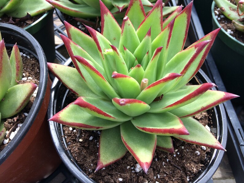 Large Succulent Plant Echeveria Lipstick Agavoides. Beautiful Etsy