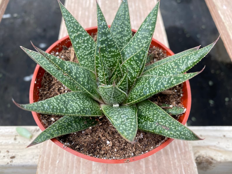 Succulent Plant. Medium Gasteria 'Flo'. A beautiful, deep green swirled plant. image 8