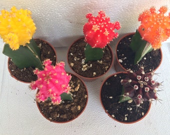 Small Cactus Plant Grafted Moon Cactus Assortment.  Adds a beautiful splash of colorful cacti.