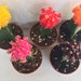 see more listings in the Cactus Plants section