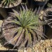 see more listings in the Aloe Plants/Agave Plants section