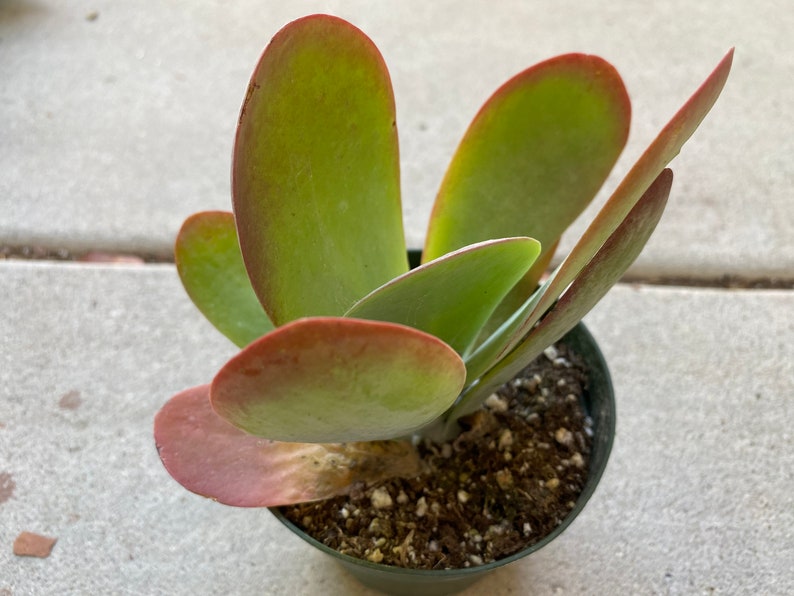 Medium Succulent Plant Flapjacks. Large Fan Shaped Leaves Etsy