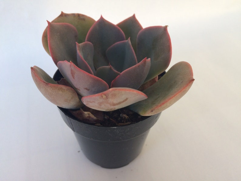 Small Succulent Plant Echeveria Dusty Rose