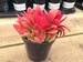 Medium Succulent Plant Crassula Campfire Plant 