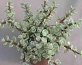 Medium Succulent Plant Rainbow Elephant Bush. An interesting tri-color plant.