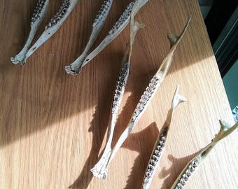 Deer jaw real bone craft material animal specimen white tail deer domestic USA from taxidermy