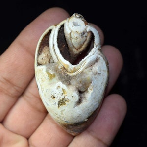 183,35 carati di agata drusa fossile naturale al 100%, pietra preziosa sciolta in conchiglia naturale, pietra preziosa liscia e lucidata a mano per ciondolo in argento, arte e arredamento.
