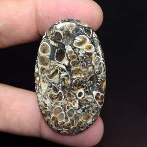55,55 ct. Turritella fossiele ovale cabochon, 100% natuurlijke turritella-agaat losse edelsteen, fossiele hanger, helende edelsteen, turritella-agaat