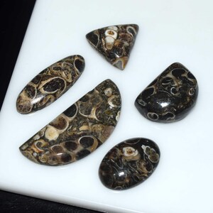 Turritella Fossil Cabochon 5 Pcs Lot, Natural Turritella Agate Loose Gemstone, Turritella Agate Gemstone For Making Gemstone Jewelry
