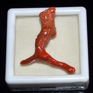 Natürliche italienische rote Koralle polierter Korallenstab-Edelstein, roher Korallenstock, rohe Korallenbaum-Zweige, die Anhänger bilden, Korallenschmuck 16.80 cts