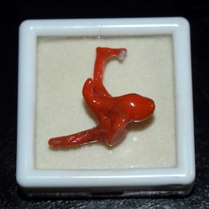 Natürliche italienische rote Koralle polierter Korallenstab-Edelstein, roher Korallenstock, rohe Korallenbaum-Zweige, die Anhänger bilden, Korallenschmuck 13,90 cts