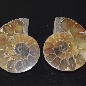 Coppia di fossili di ammonite naturale, conchiglia di fossile di ammonite, pietra preziosa di fossile di ammonite naturale, esemplare di ammonite da 191,05 ct
