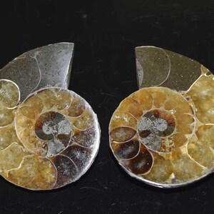 Coppia di fossili di ammonite naturale, conchiglia di fossile di ammonite, pietra preziosa di fossile di ammonite naturale al 100%, esemplare di ammonite da 214,40 carati