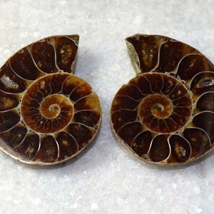 Coppia di fossili di ammonite naturale, conchiglia di fossile di ammonite, pietra preziosa di fossile di ammonite naturale, esemplare di ammonite da 94,60 carati