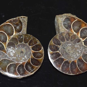 Coppia di fossili di ammonite naturale, conchiglia fossile di ammonite, pietra preziosa fossile di ammonite naturale, esemplare di ammonite 121,20 carati