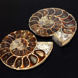 Paire d'allumettes fossiles d'ammonite naturelle, conque fossile d'ammonite, pierre précieuse fossile d'ammonite naturelle, spécimen d'ammonite 260,00 Cts
