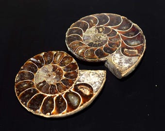 アンモナイトの化石ペア | アンモナイトの深層結晶ペア | 1億年前の