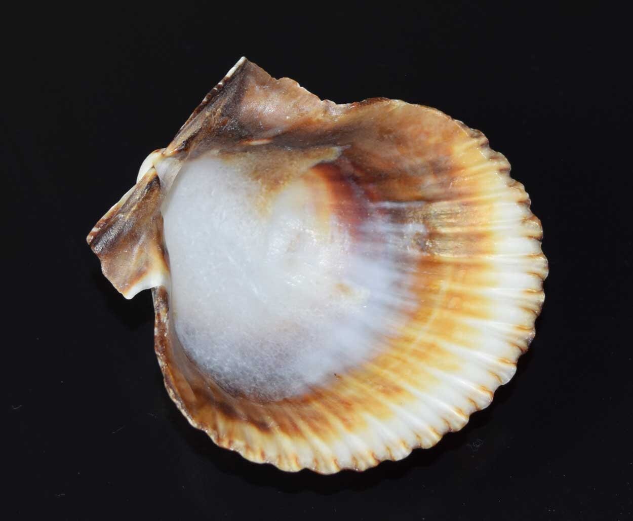 Natural Calico Scallop Sea Shell: Beach Decor, Craft Supply - Etsy