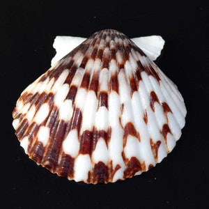 Natuurlijke sint-jakobsschelp | Bruin-witte schaal voor knutselen, sieraden maken, stranddecoratie | Oceaanzeeschelpexemplaar