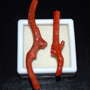 Natürliche italienische rote Koralle polierter Korallenstab-Edelstein, roher Korallenstock, rohe Korallenbaum-Zweige, die Anhänger bilden, Korallenschmuck 31.00 Cts