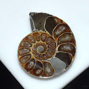 Conchiglia fossile di ammonite, pietra preziosa fossile di ammonite naturale, fossile di ammonite, esemplare di ammonite 104,00 ct