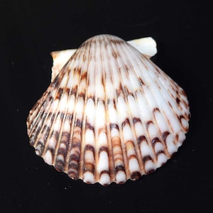 Natürliche Jakobsmuschel Muschel | Braun Weiße Muschel für Kunsthandwerk, Schmuckherstellung, Stranddekor | Ocean Seashell Specimen