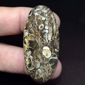 61,65 ct. Turritella fossiele ovale cabochon, 100% natuurlijke turritella-agaat losse edelsteen, fossiele hanger, helende edelsteen, turritella-agaat