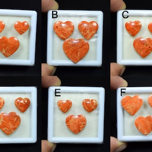 American Orange Sponge Coral Smooth Polish Cuore Incastonato Cabochon Pietra Preziosa Sfusa, Cabochon Corallo Americano, Creazione Anello Argento, Ciondolo SC005