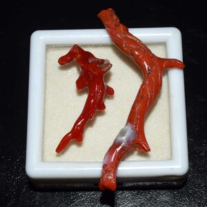 Natürliche italienische rote Koralle polierter Korallenstab-Edelstein, roher Korallenstock, rohe Korallenbaum-Zweige, die Anhänger machen, Korallenschmuck 27,95 cts