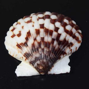 Peut inclure: Coquillage blanc et marron en forme d'éventail. La coquille présente un motif quadrillé brun et blanc, avec une texture lisse et brillante. Le coquillage est posé sur un fond noir.